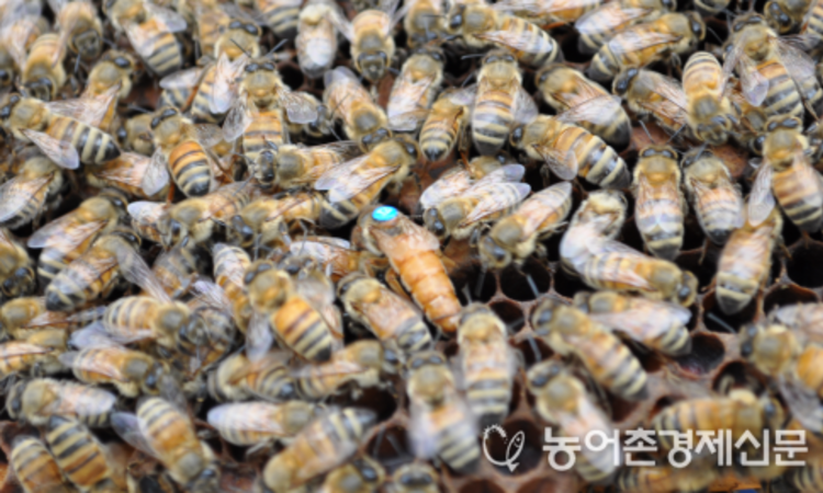 농촌진흥청, 고품질 로열젤리 다수확 꿀벌 ‘젤리킹’ 보급‧증식