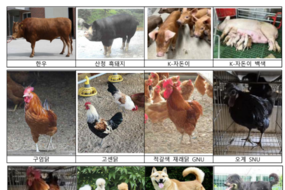 thumbnails
