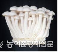 <느티만가닥버섯 ‘백마루’>